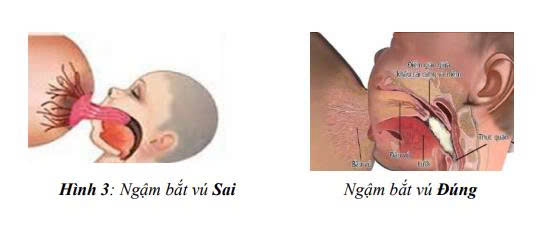Ngậm bắt vú đúng